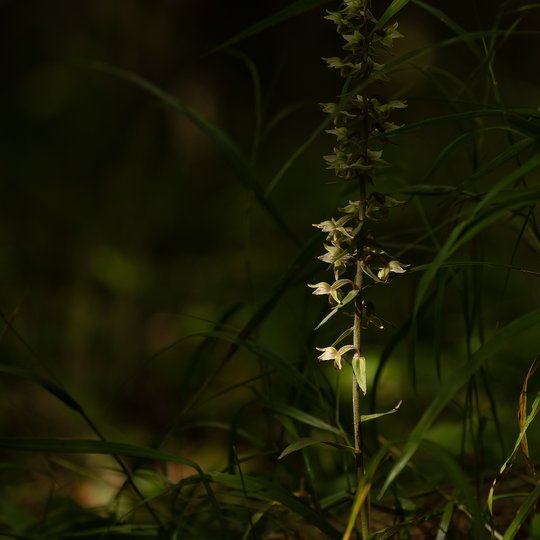 Iliustracija
