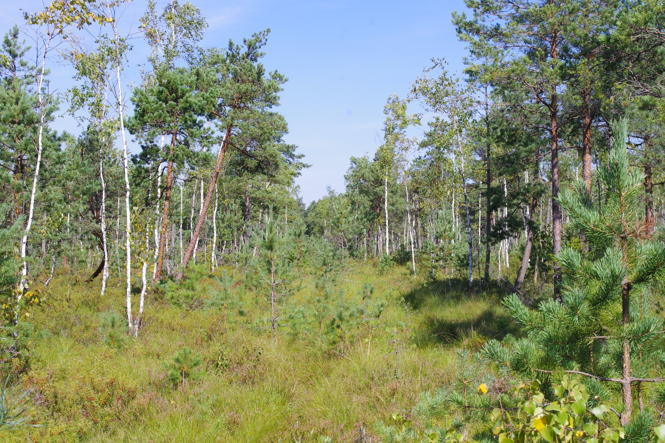 Iliustracija