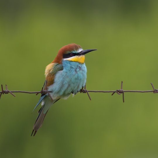 Iliustracija