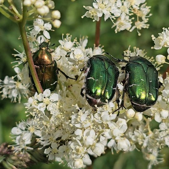 Iliustracija