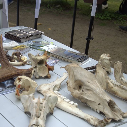 Iliustracija