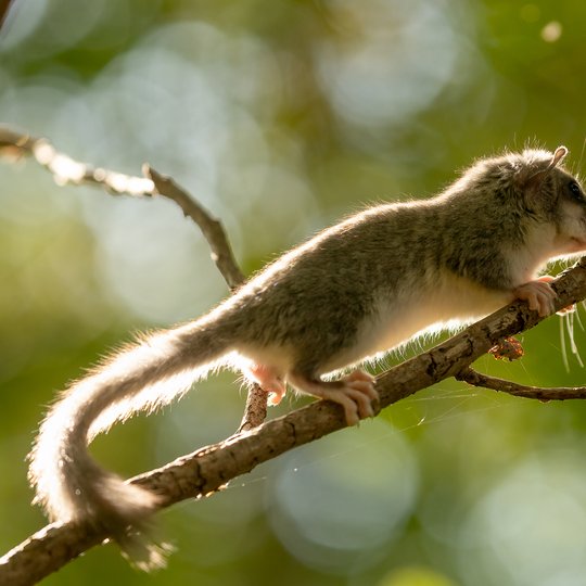 Iliustracija