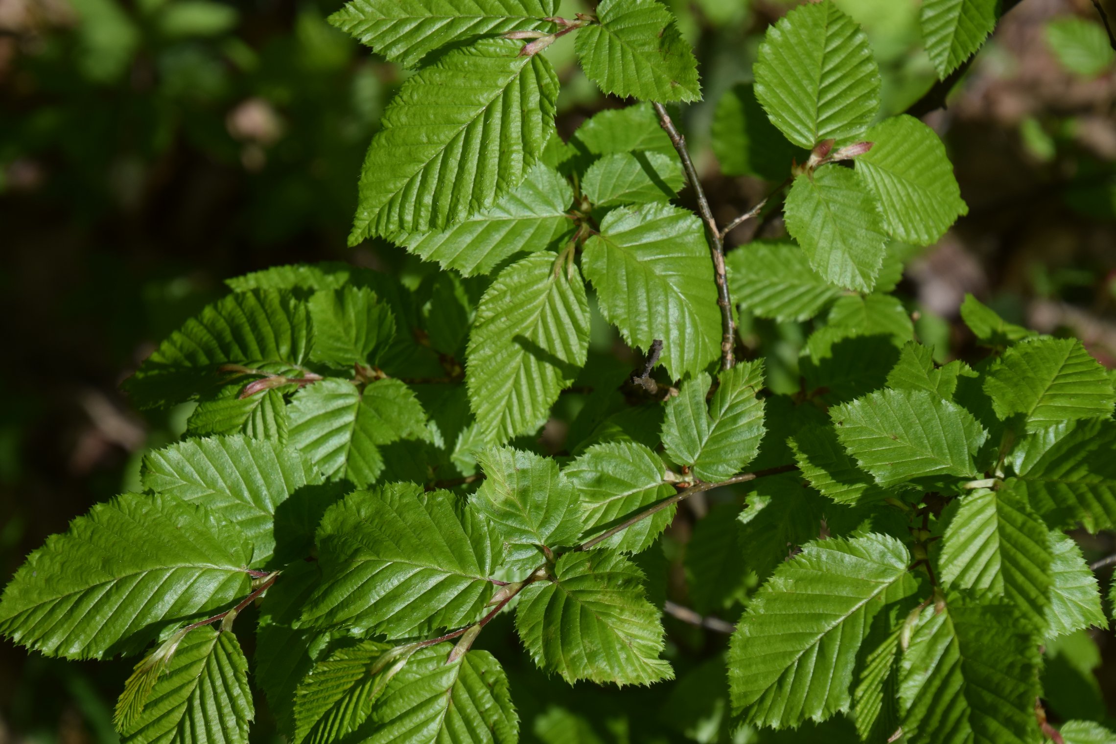 Iliustracija