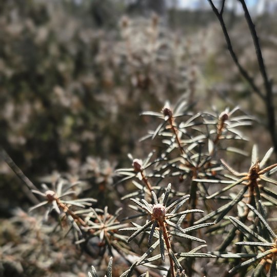 Iliustracija