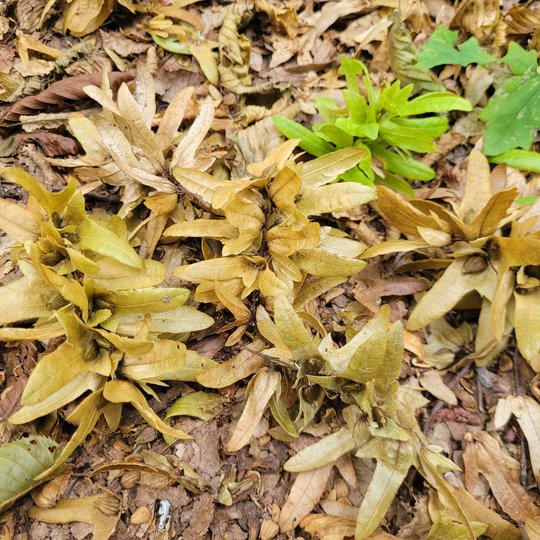 Iliustracija