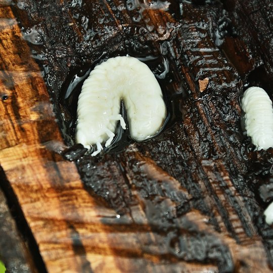 Iliustracija