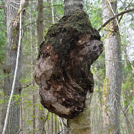 Iliustracija