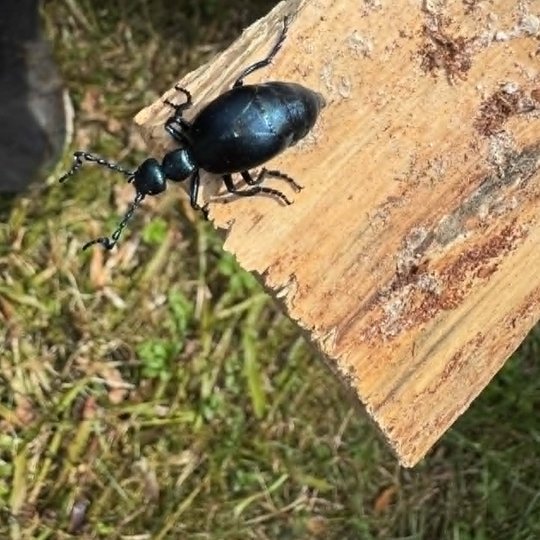 Iliustracija