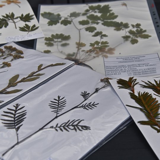Iliustracija