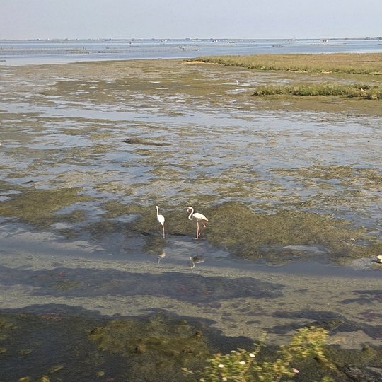 Iliustracija