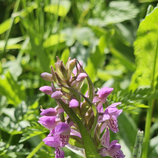 Iliustracija