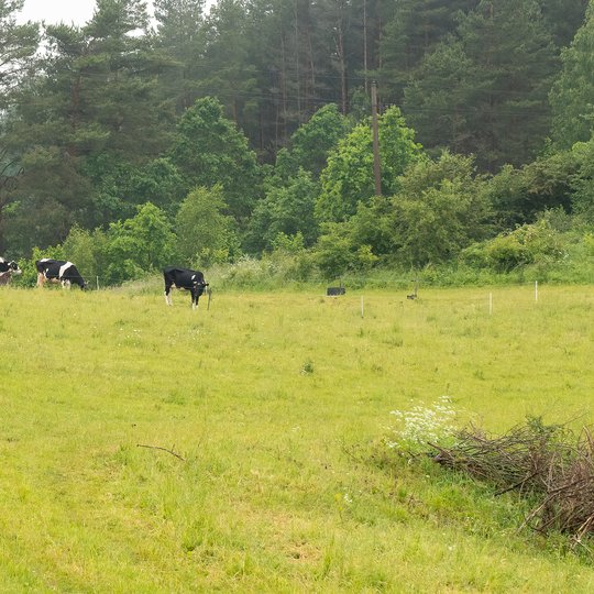 Iliustracija