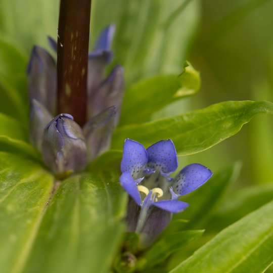 Iliustracija