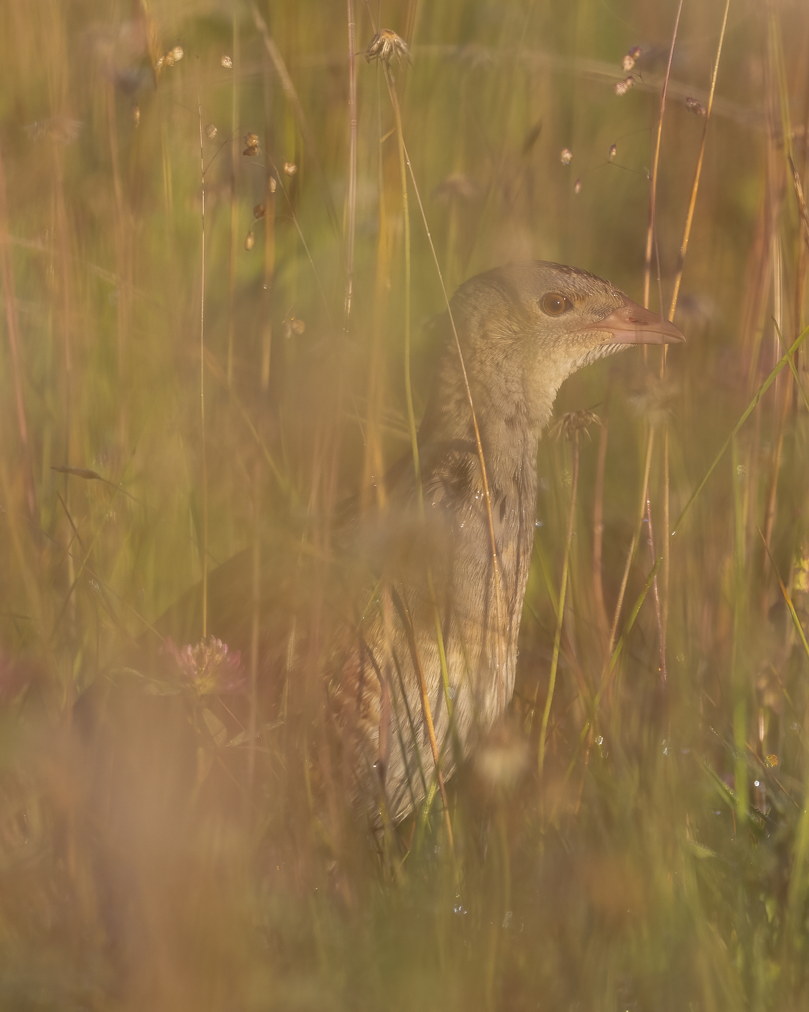_K9A5802-Edit.jpg