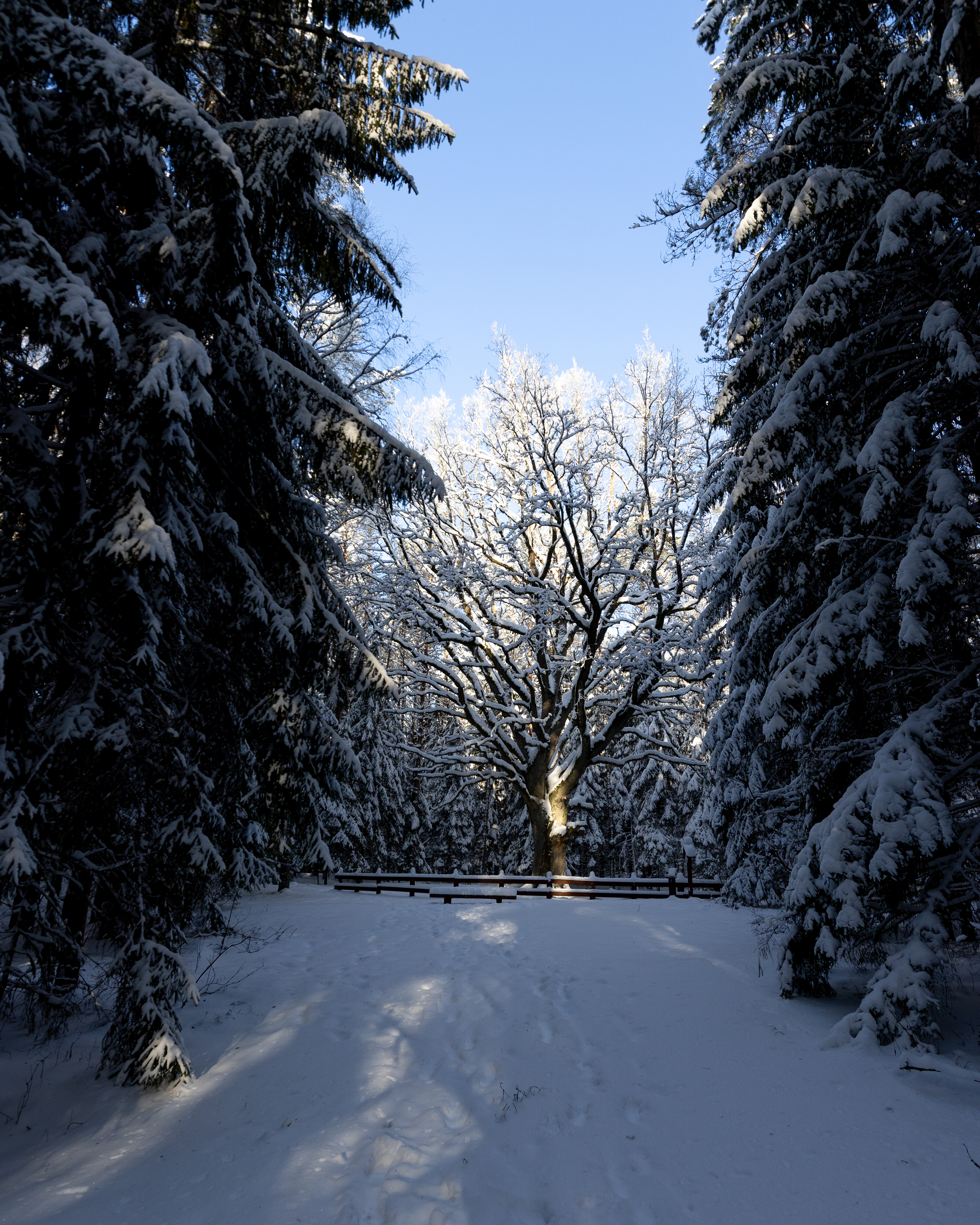 Grybiškių ąžuolas.jpg