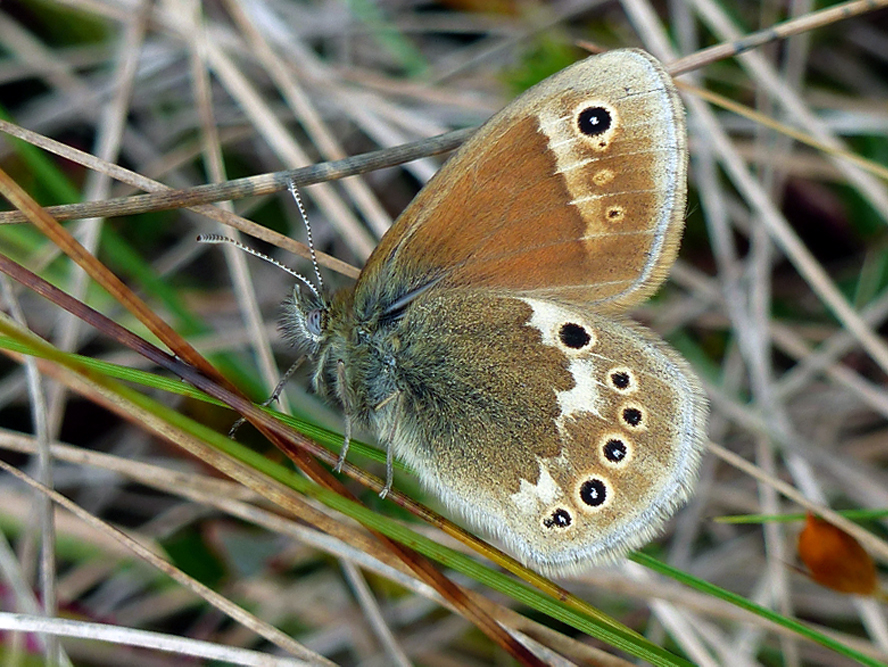 Pievinis satyriukas.jpg