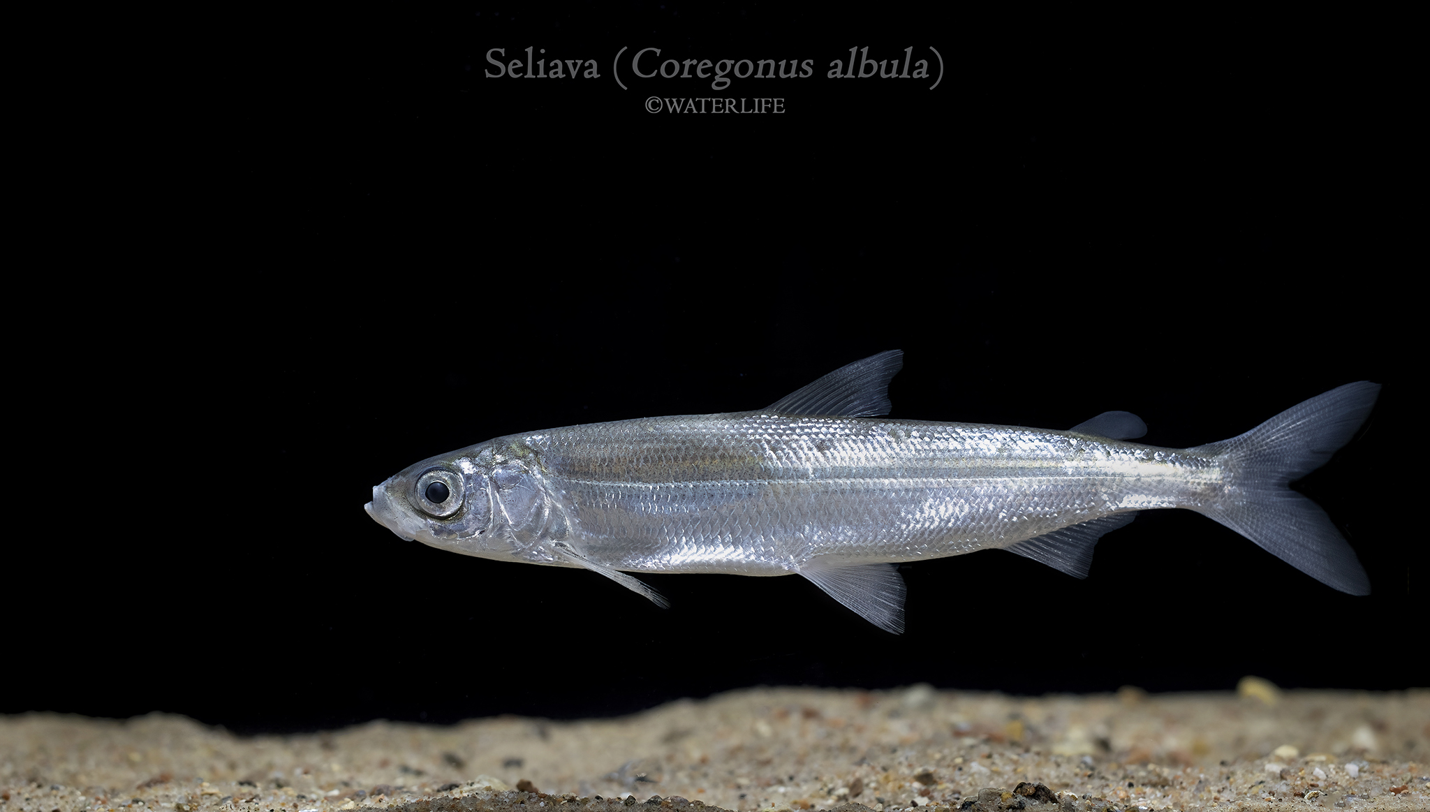 Coregonus albula JPG.jpg