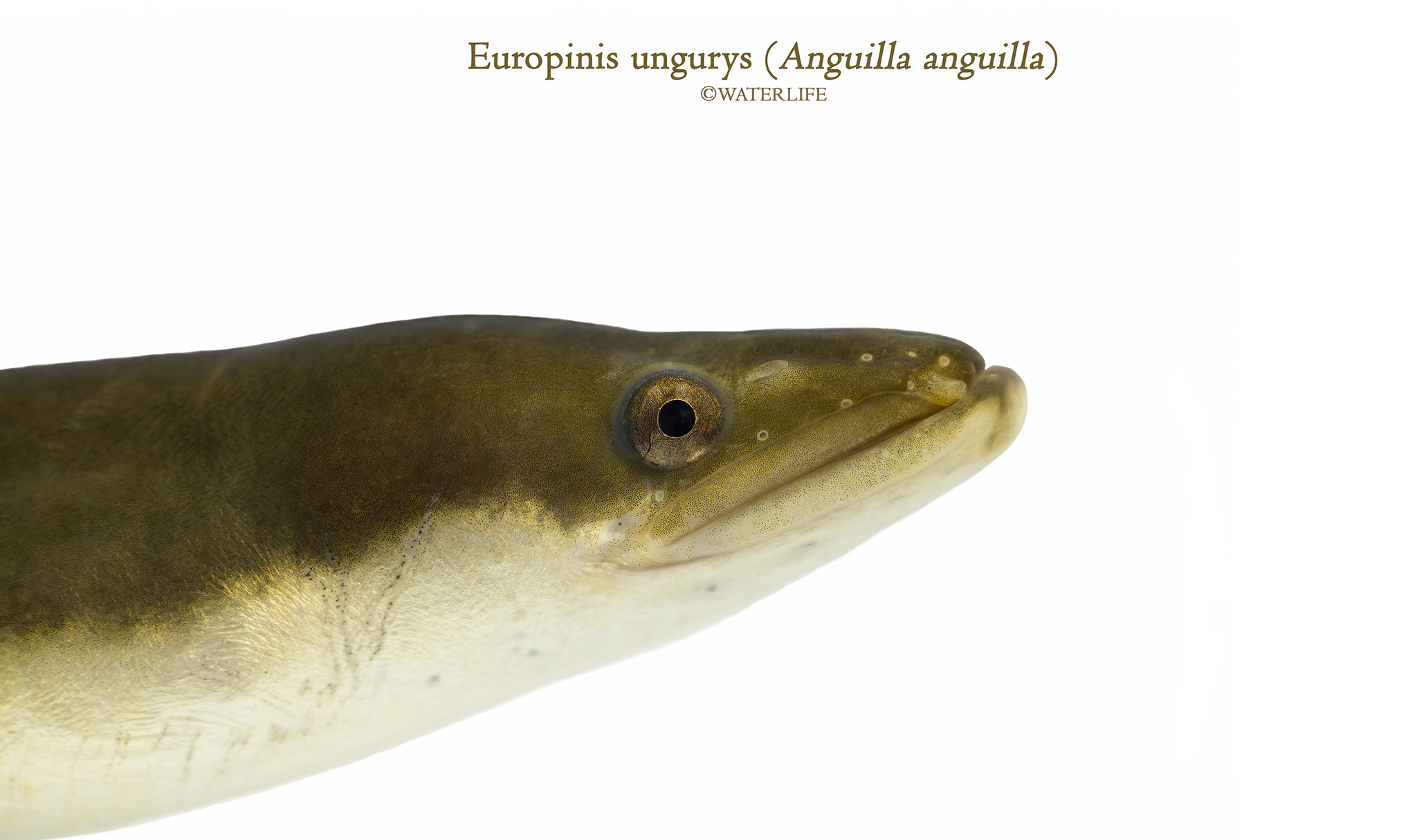 Anguilla anguilla JPG.jpg