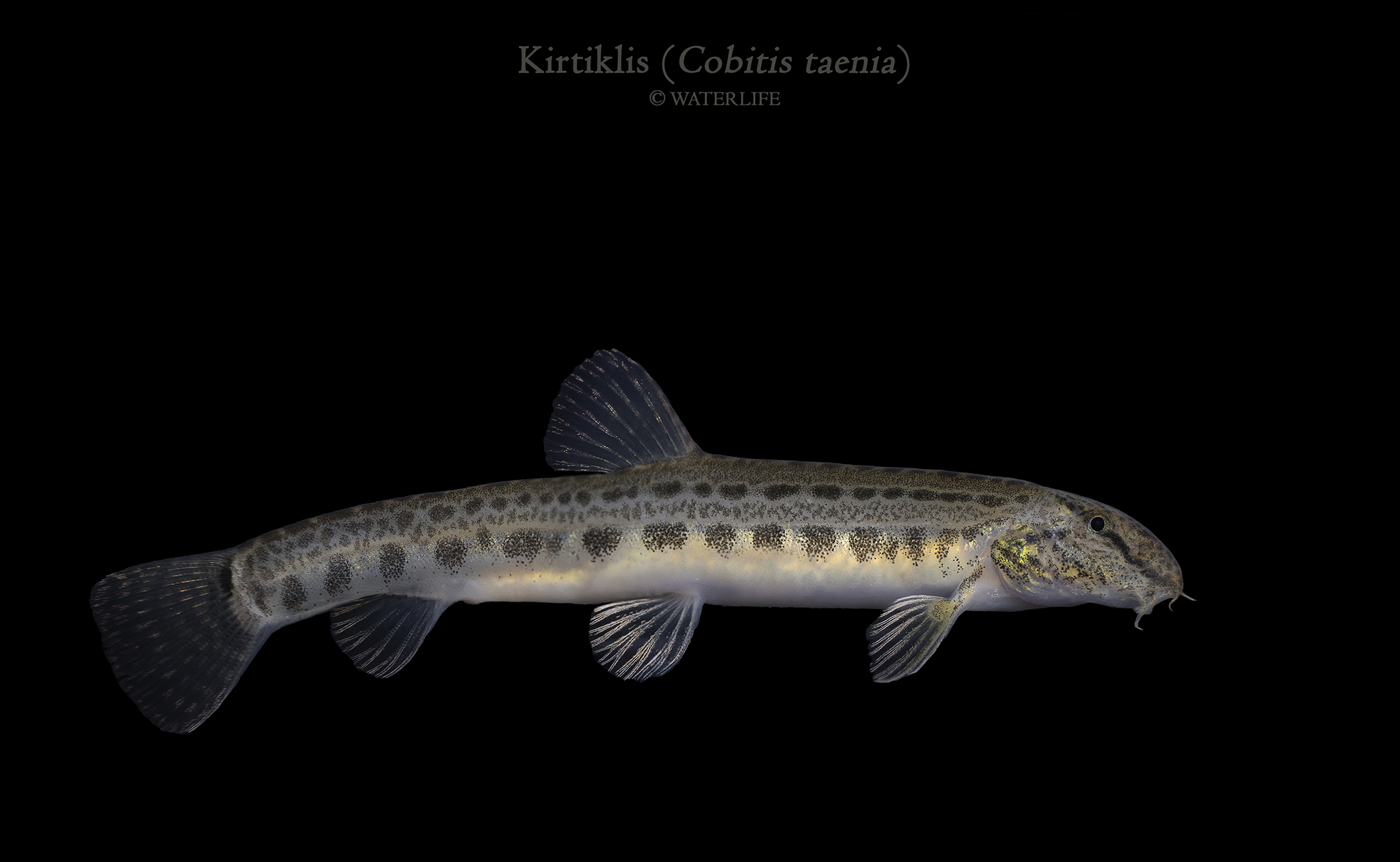 Cobitis taenia 1.jpg