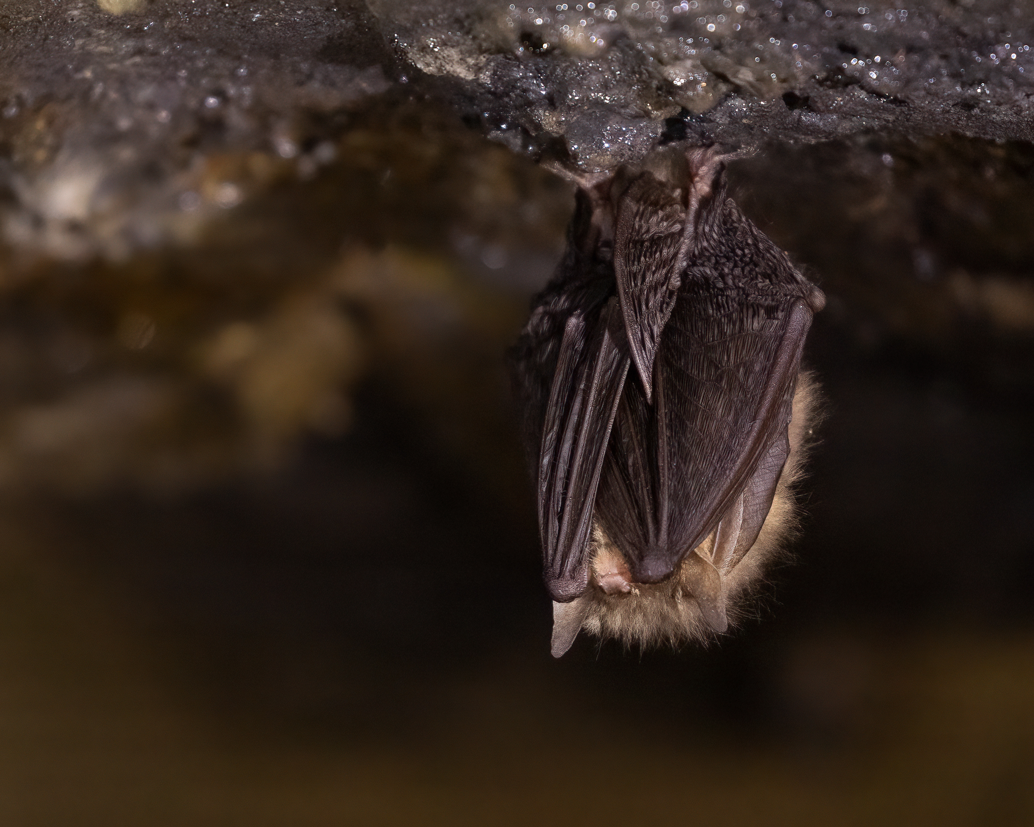 Rudasis ausylis_E.Sukackienė.jpg