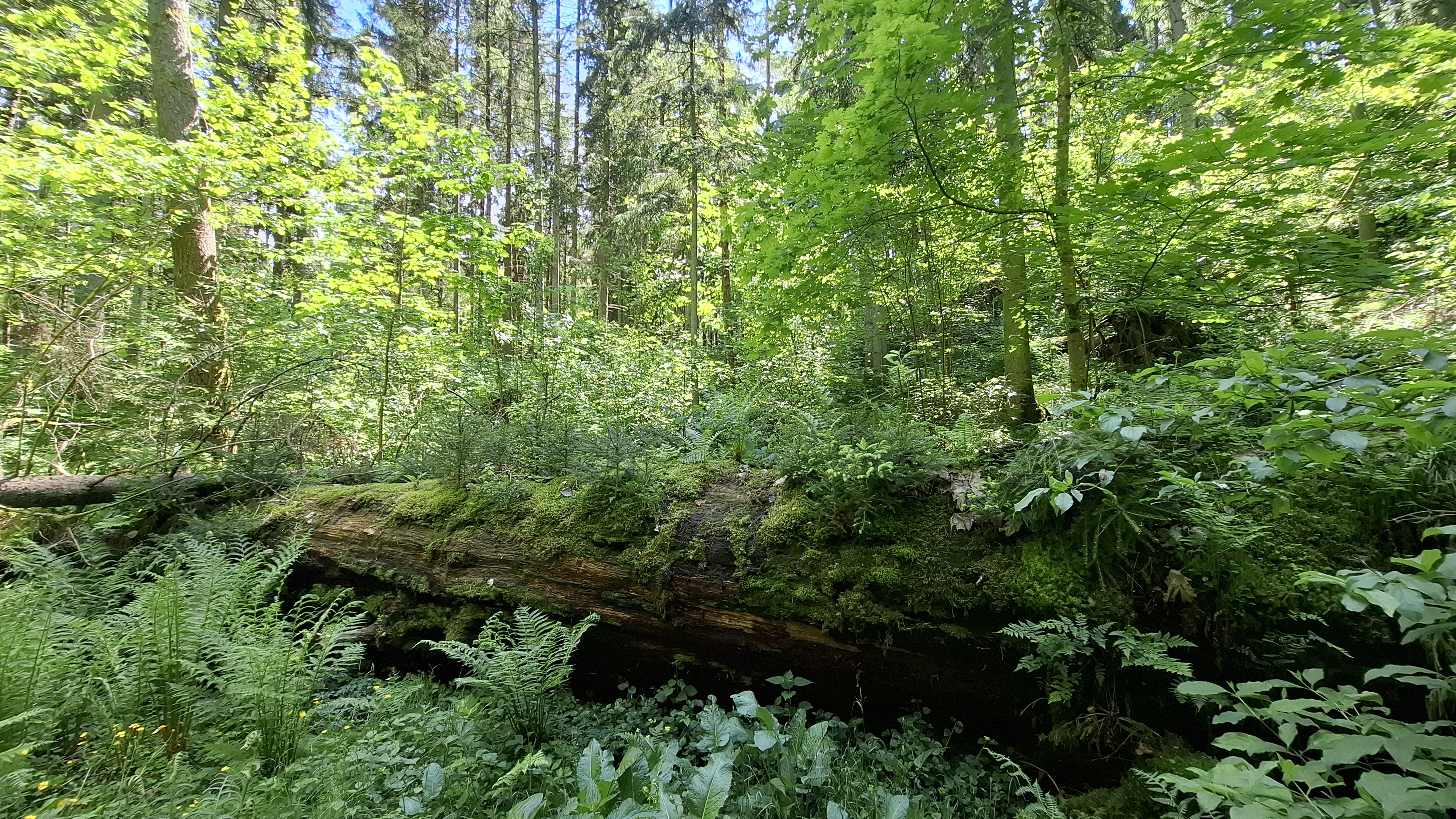 Sunykęs gamtos paveldo objektas - Bieliūnų (Belūnų) ąžuolas.jpg