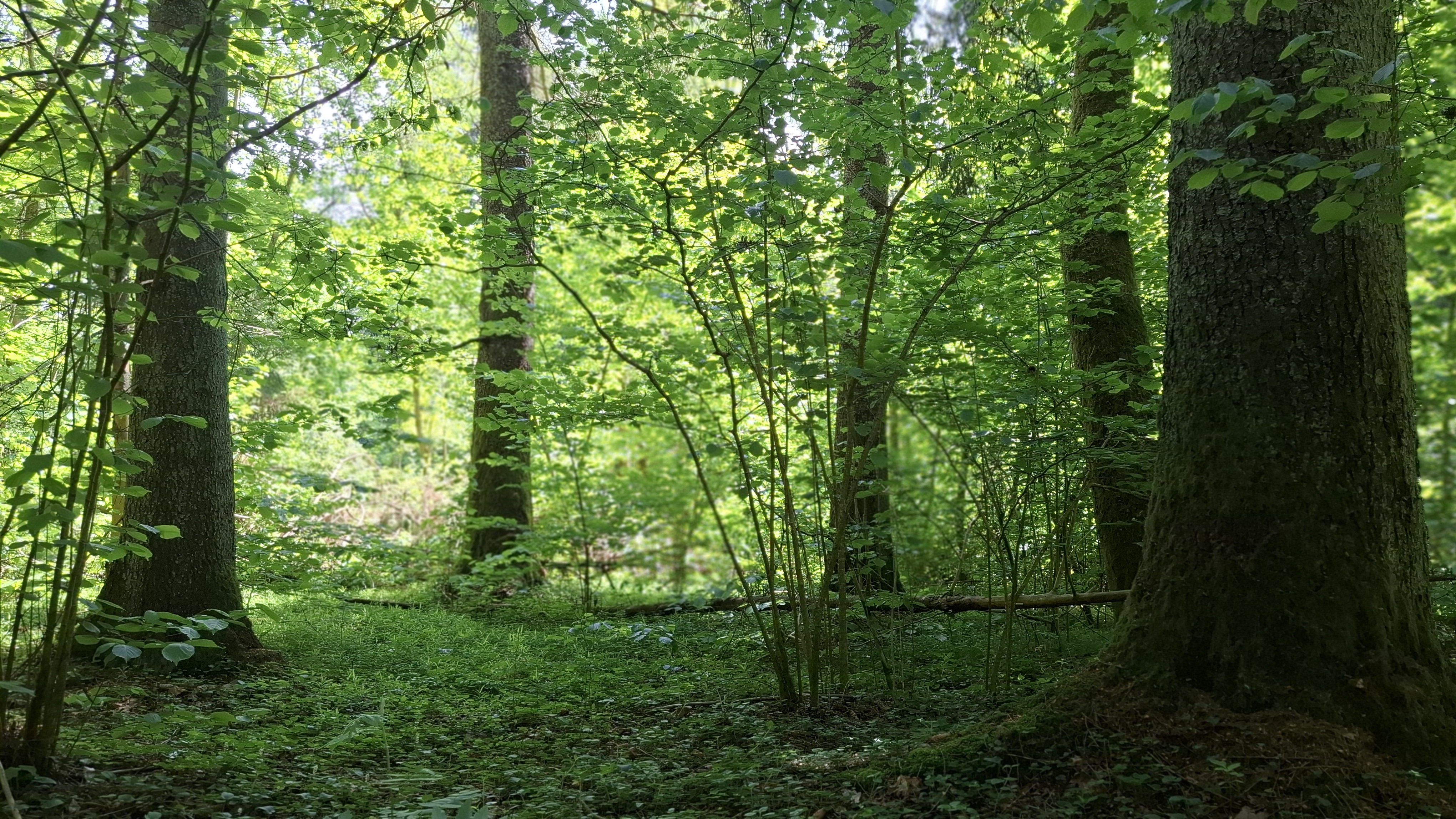 Girulių miškas Griovių geomorfologiniame draustinyje (1).jpg