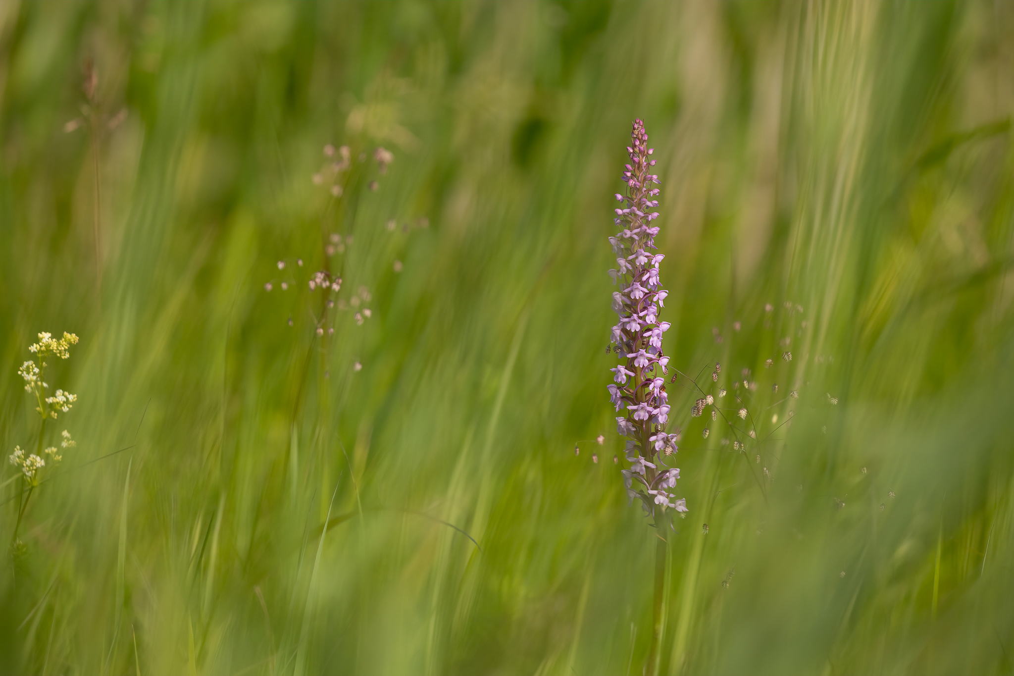 _K9A5128-Edit.jpg