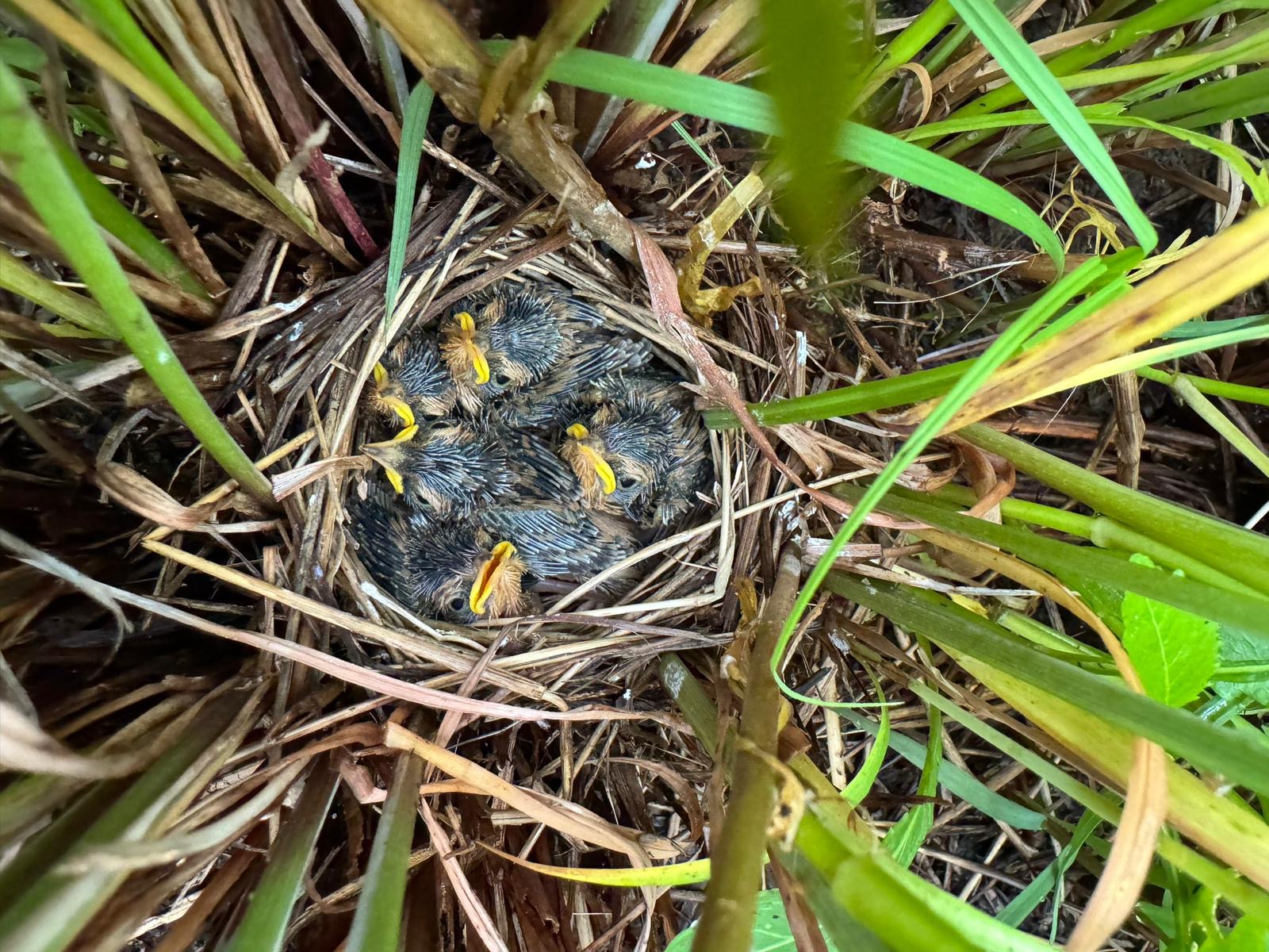 chicknest.JPG