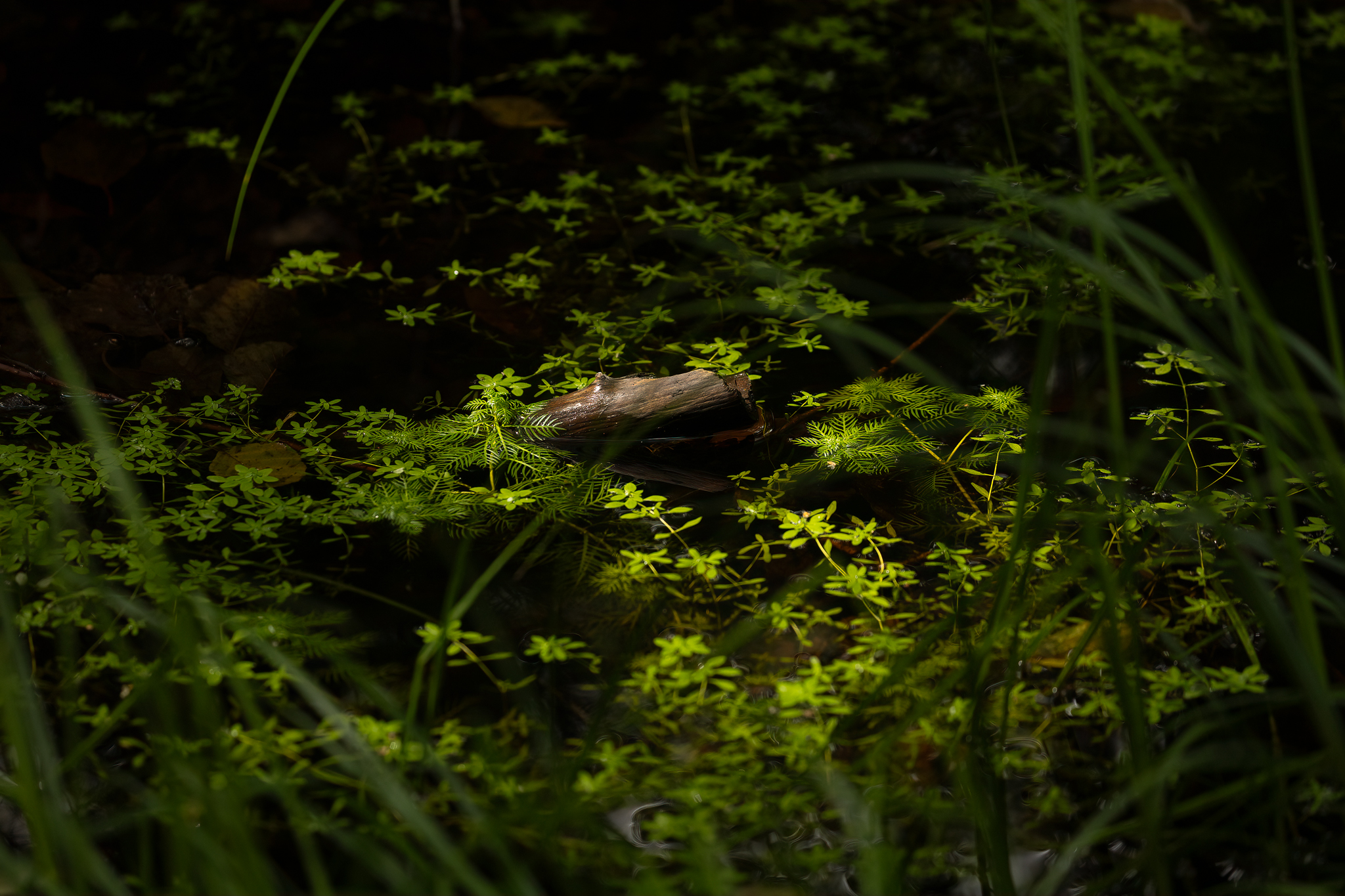 _K9A9955-Edit.jpg