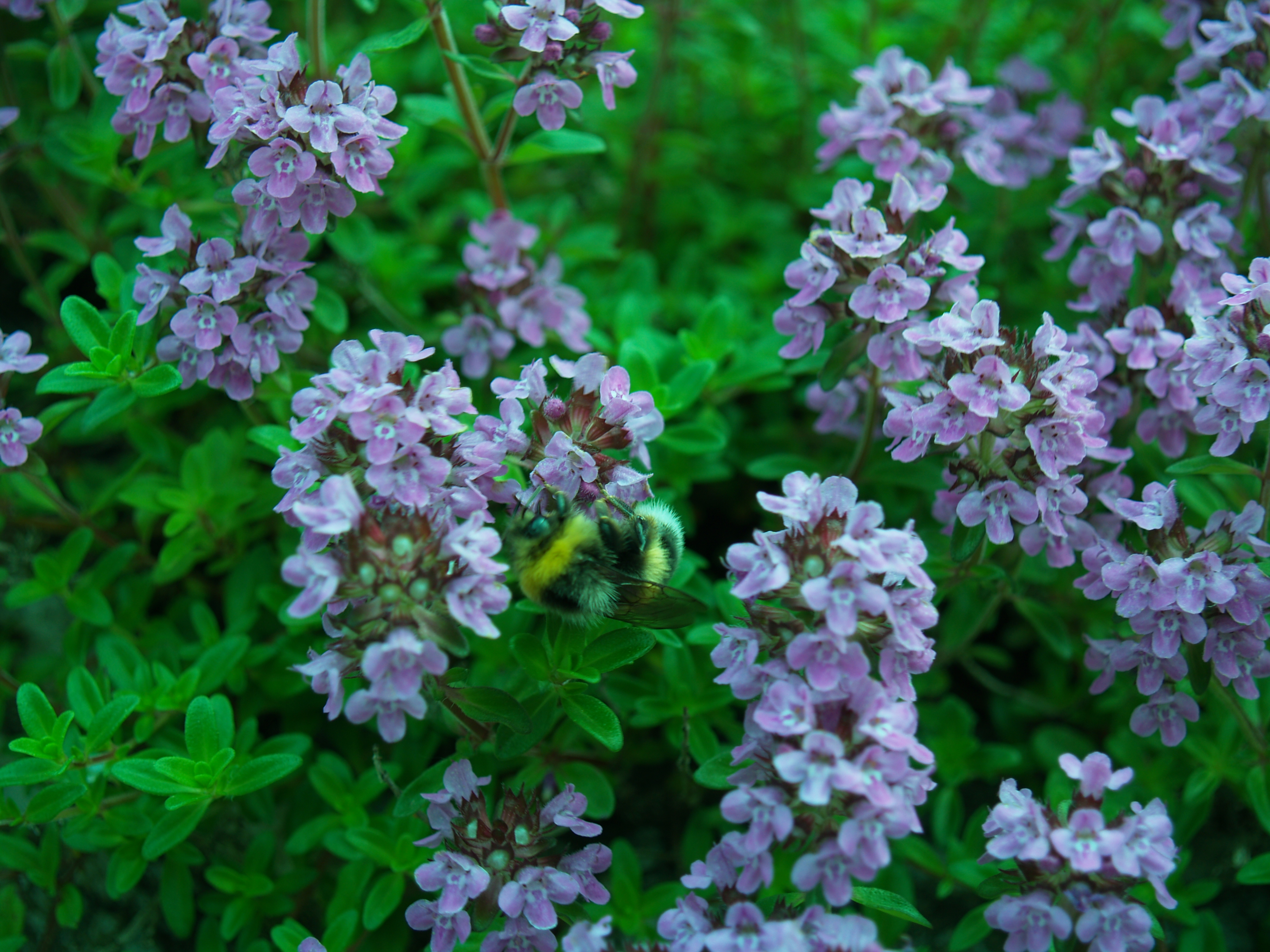 Paprastasis čiobrelis.JPG