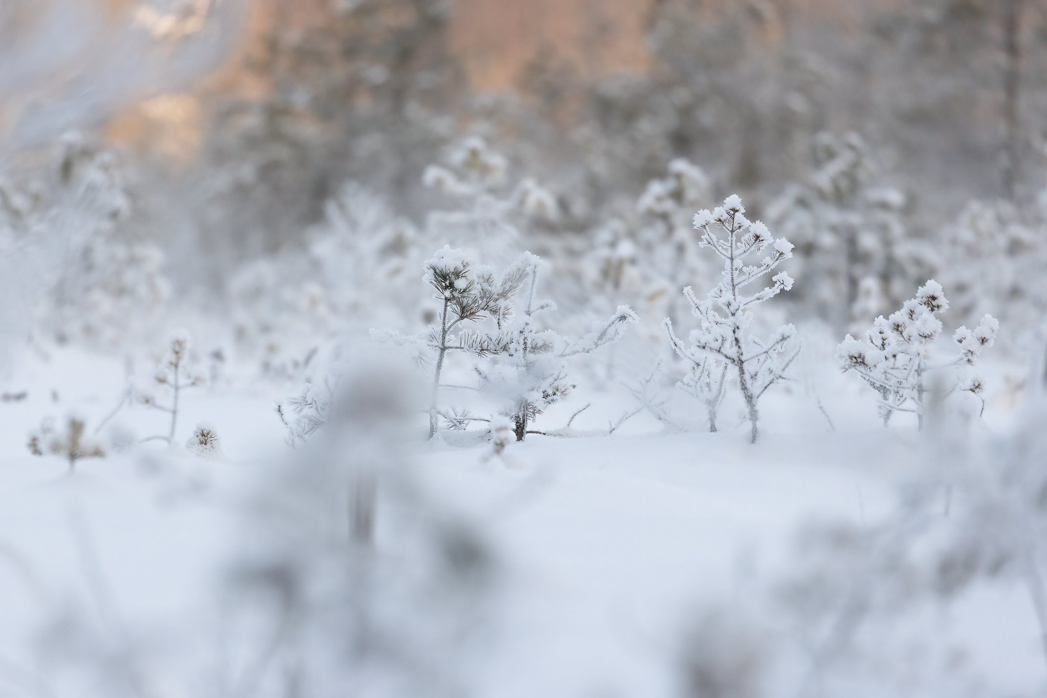 _K9A8284-Edit.jpg