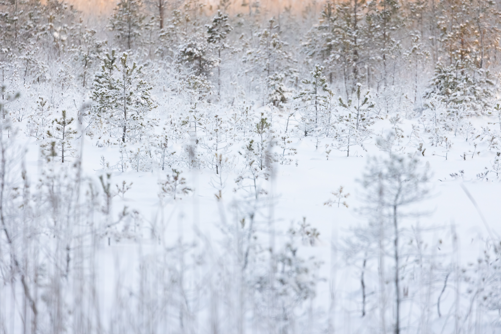 _K9A8239-Edit.jpg