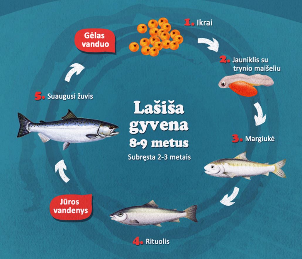 Lašišos vystymosi ciklas.JPG