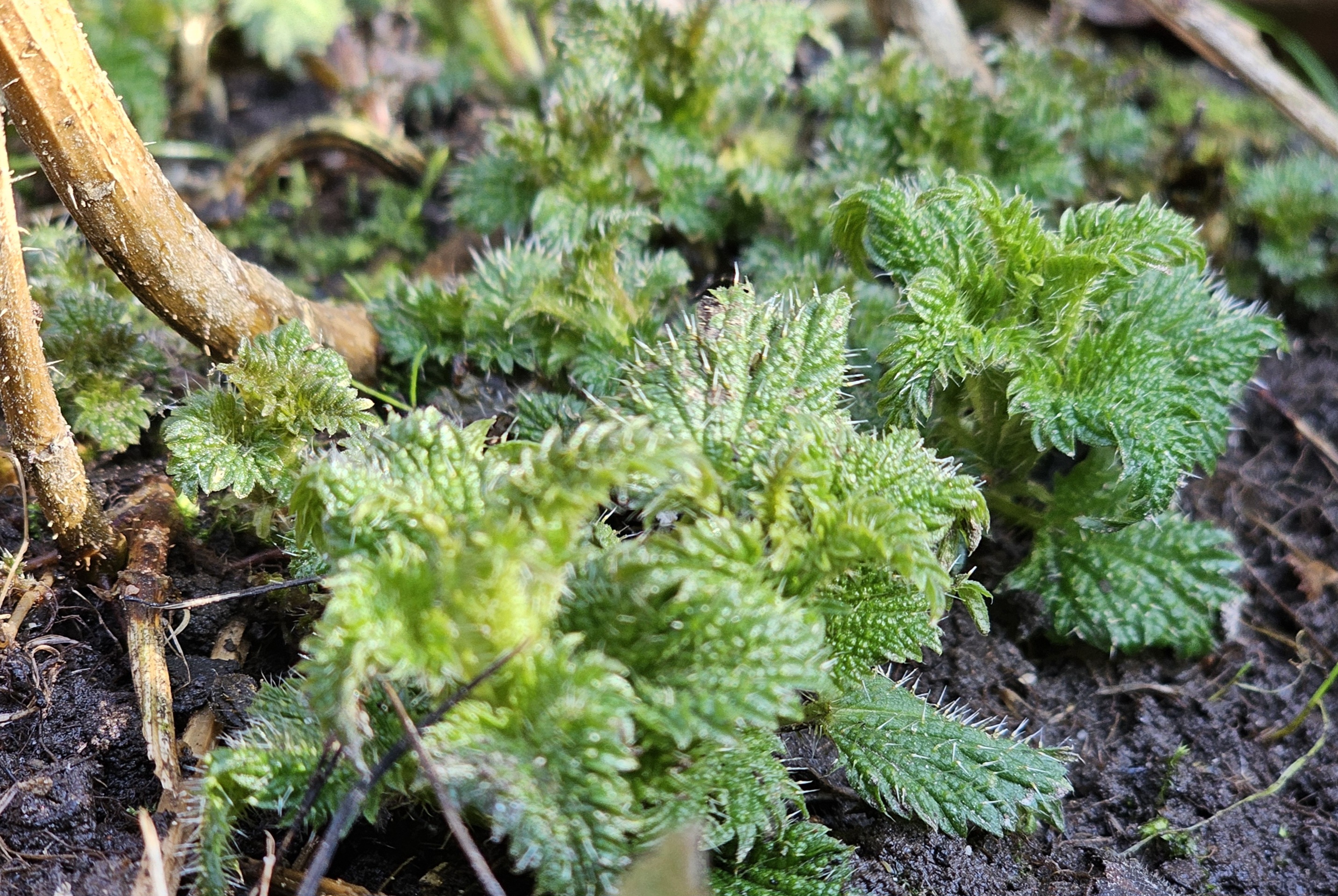 Jaunos dilgelės E.Sukackienė.jpg
