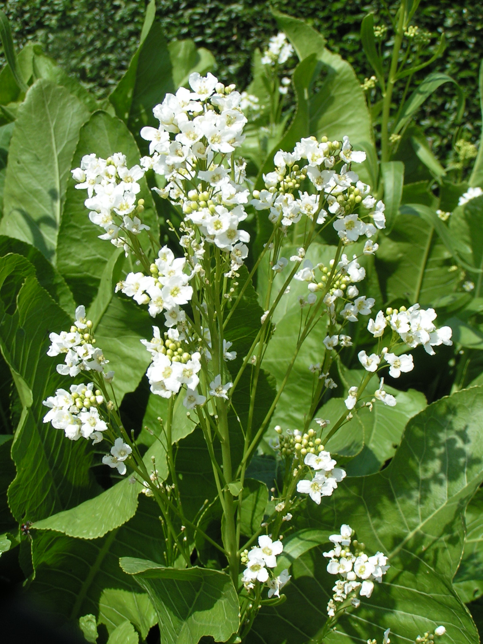 Valgomasis krienas (2).jpg