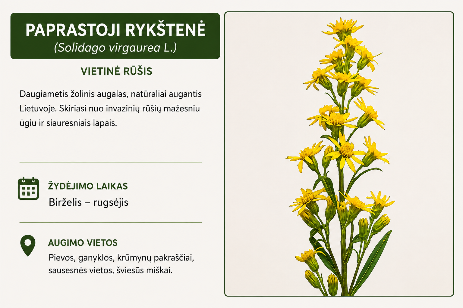 Paprastoji rykštenė.png