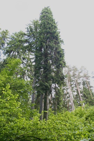 Norūnų miško eglė 2005-06-08 V. Balkūno nuotr.jpg