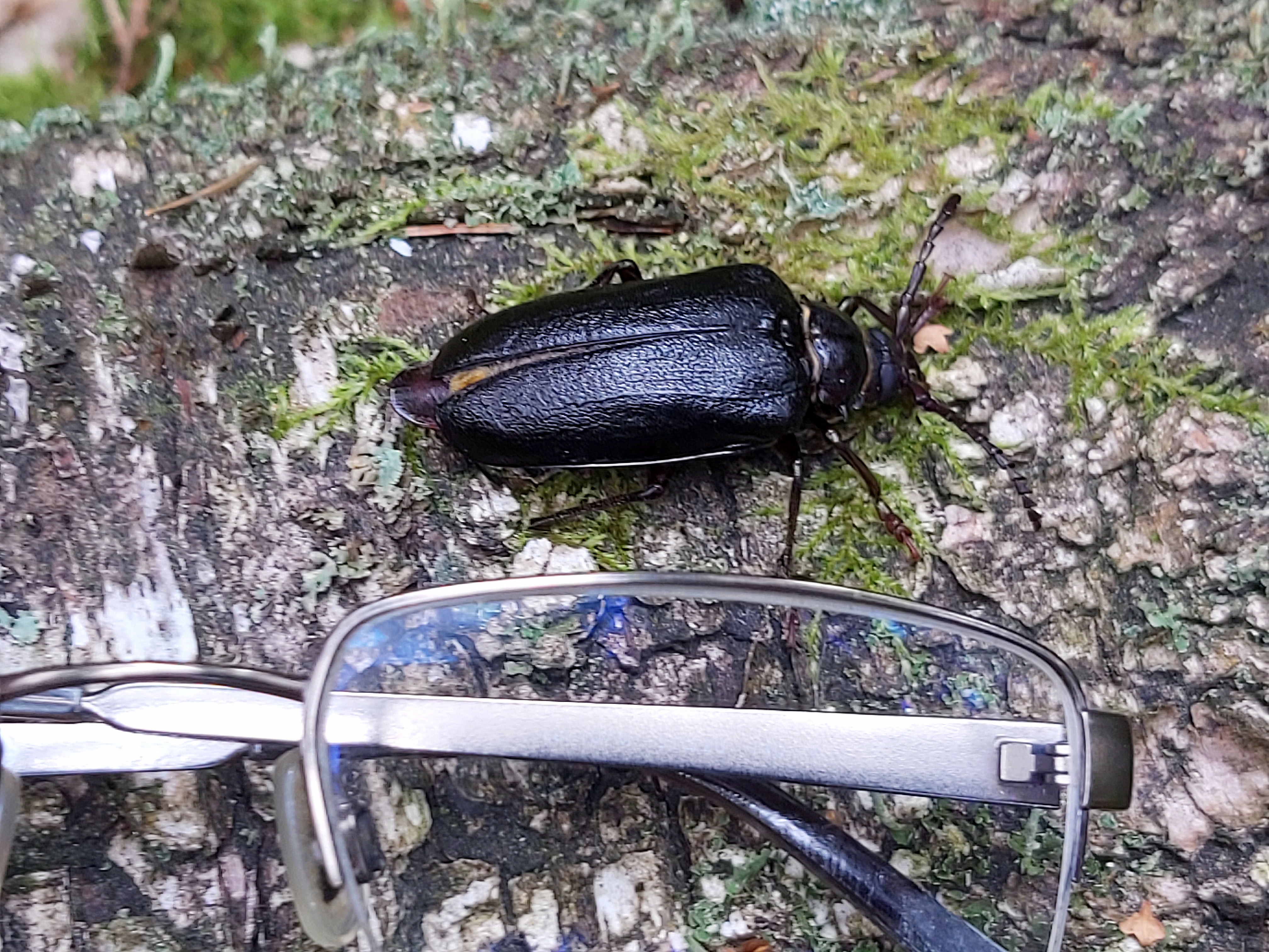 Pjūklaūsis kelmagraužis S.Pupininko nuotr..jpg