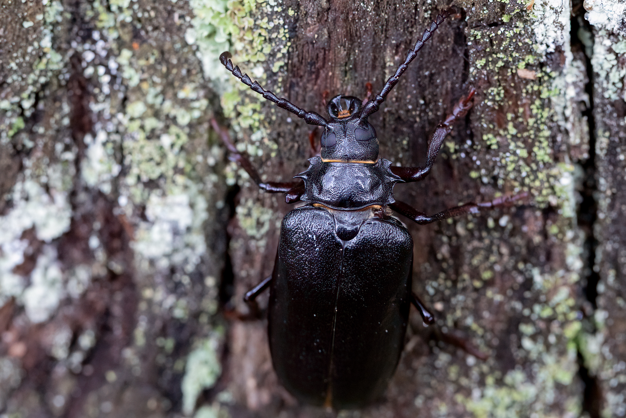 NK9A5592-Edit.jpg
